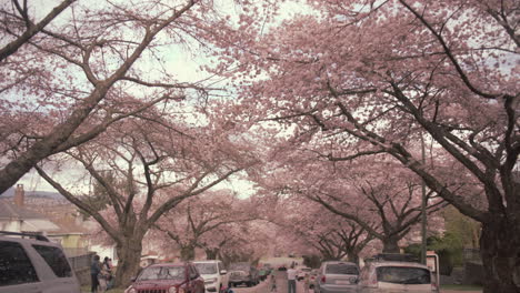 Callejón-Lleno-De-Cerezos-En-Flor-En-Un-Día-Nublado-De-Primavera,-Plano-General