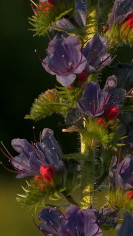 close-up of vibrant purple flowers