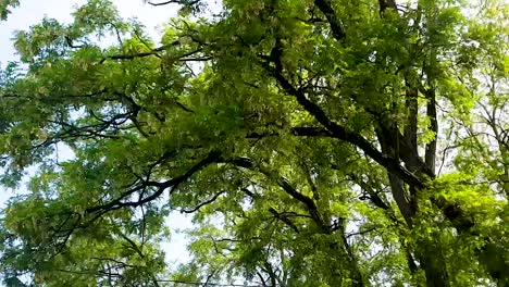 conduciendo por una carretera con árboles y un cielo azul