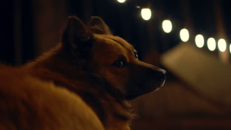 a cozy night portrait of a dog