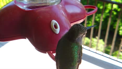 in a backyard in the suburbs, a tiny humming bird with green feathers sits at a bird feeder in slow-motion getting drinks and resting