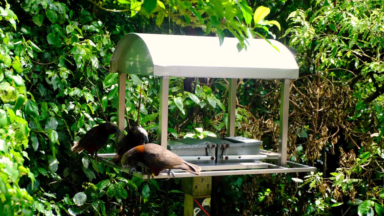 Multiple North Island Kākā parrot birds at feeding station platform in Zealandia Te Māra a Tāne, Wellington New Zealand Aotearoa