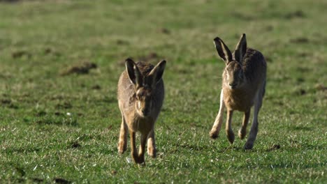 two hares in a field