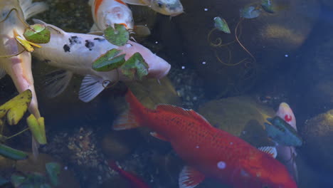 Bunte-Karpfenfische-Schwimmen-Im-Japanischen-Koi-Teich,-Nahaufnahme