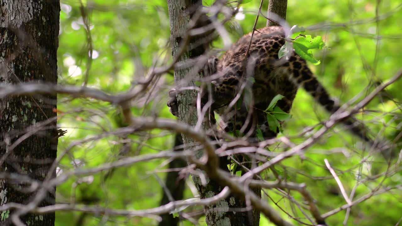 el leopardo de indochina es una especie vulnerable y uno de los grandes felinos de tailandia
