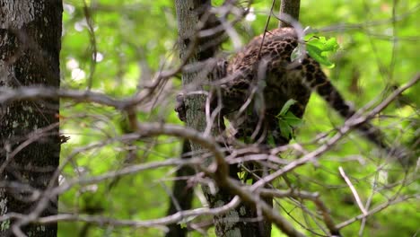 Der-Indochinesische-Leopard-Ist-Eine-Gefährdete-Art-Und-Eine-Der-Großen-Katzen-Thailands