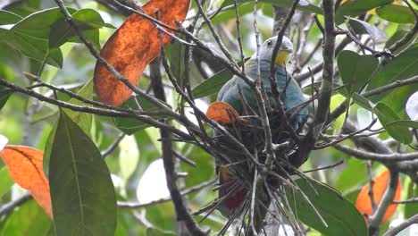 Green,-White-and-Yellow-Plumage-on-a-Black-Naped-Fruit-Dove-Perched-on-a-Branch