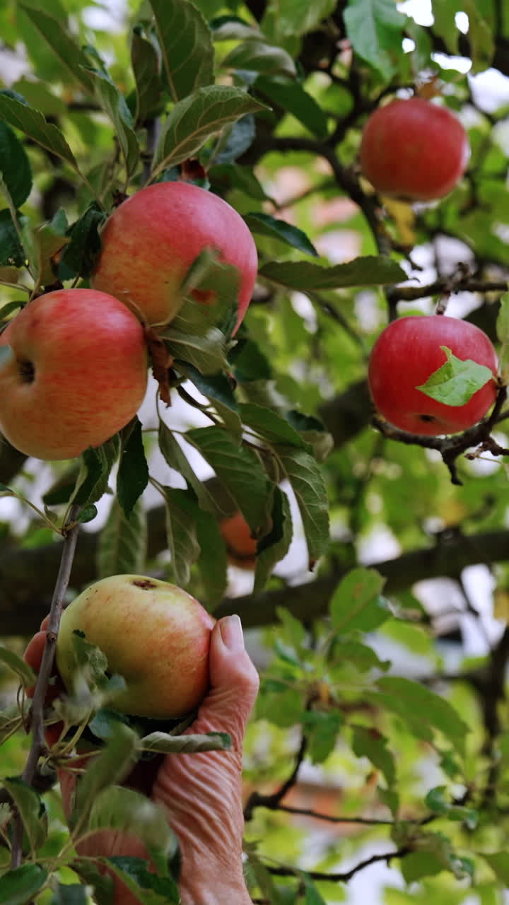 Beautiful organic juicy apples on the tree. Male hand picks the fruit from the branch. Vertical video