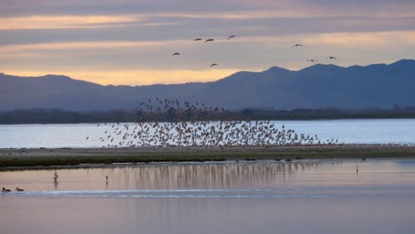 Flock-of-Wrybill-and-Godwits-Birds-Murmuration,-Mountain-Horizon,-Long