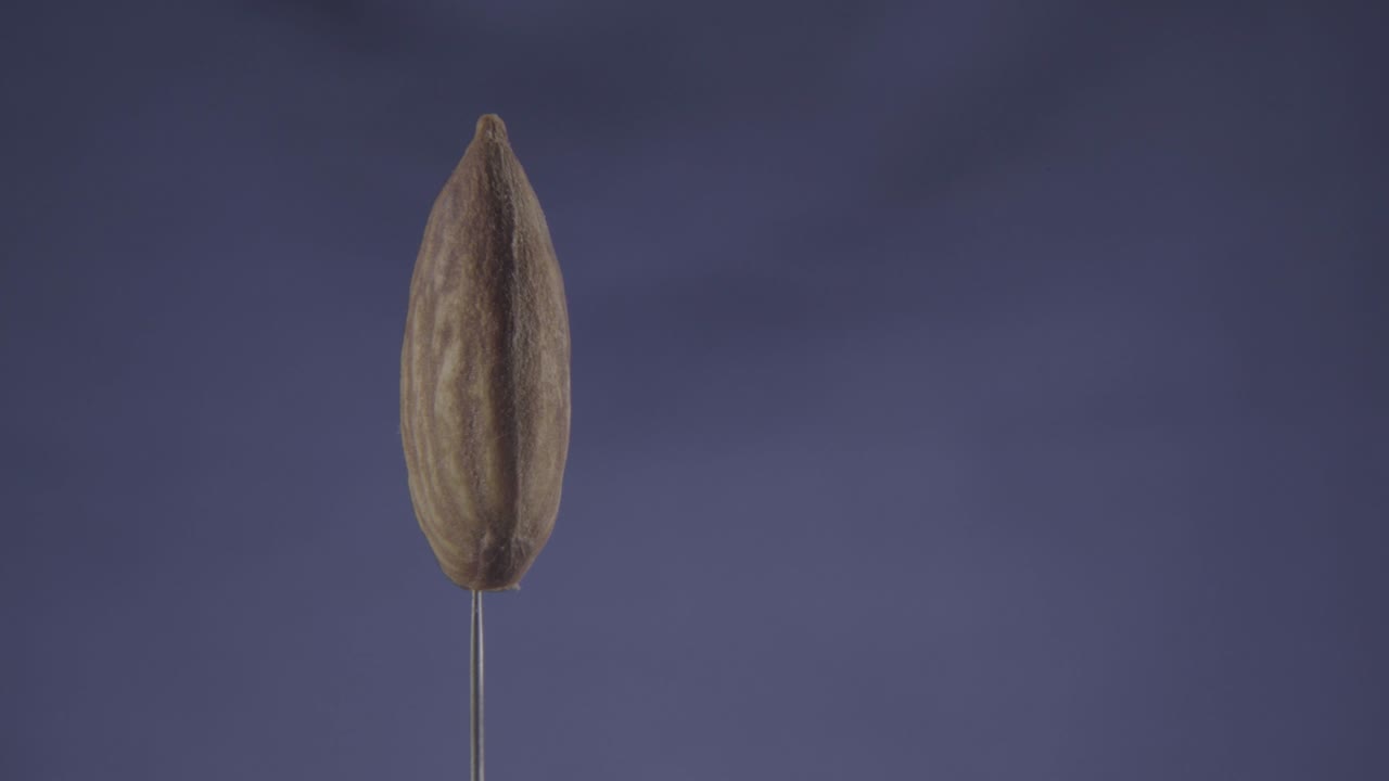 almendra girando con bucle en pantalla azul para la llave de croma