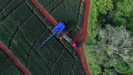 Amplia-Vista-Panorámica-Aérea-De-La-Máquina-De-Cinta-Transportadora-Y-El-Tractor-En-Los-Campos-De-Plantación-Durante-La-Cosecha-De-Piña,-Upala-En-Costa-Rica