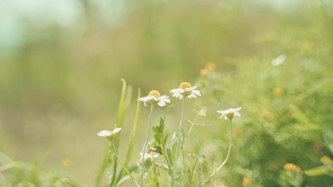 Beautiful wildflowers swaying in the wind, captured with a Petzval-style lens that adds a vintage, dreamy atmosphere with soft swirly bokeh and warm pastel tones.