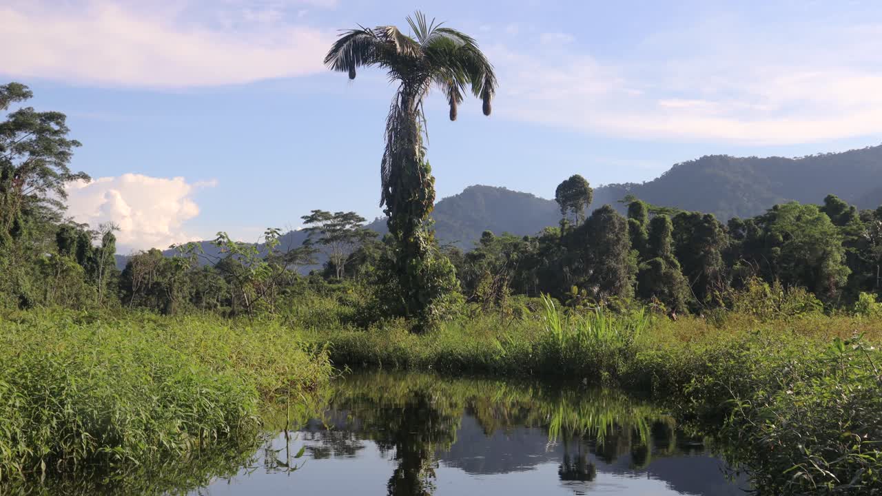 flotando en un lago tranquilo en la selva amazónica de perú