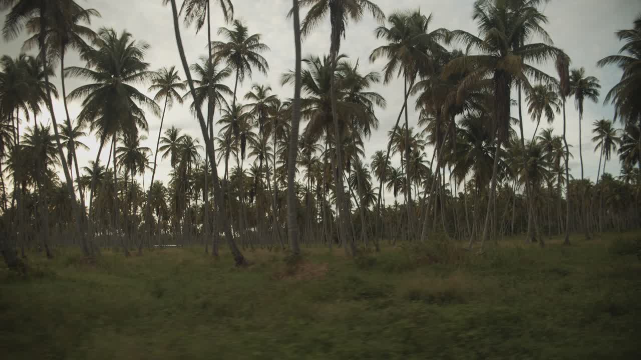 paisaje épico de una finca de coco mientras se conduce por la isla caibeña de trinidad y tobago