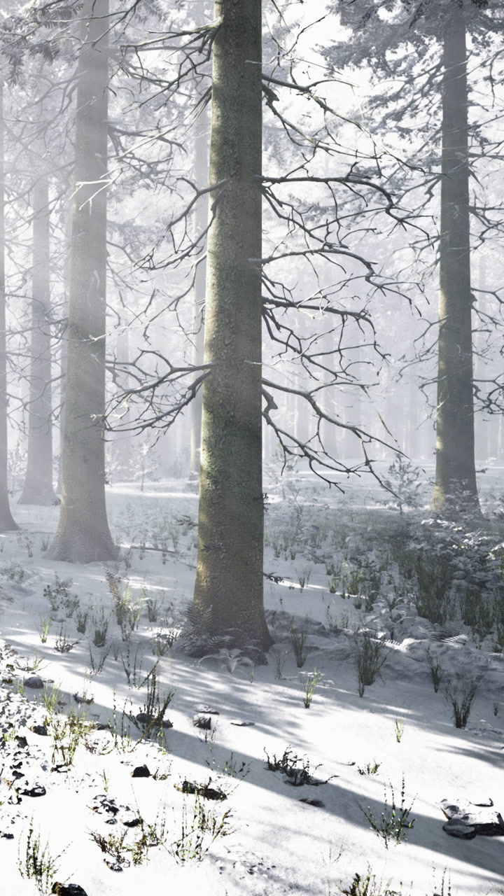 Winter forest scene with snow covering trees and ground at daylight