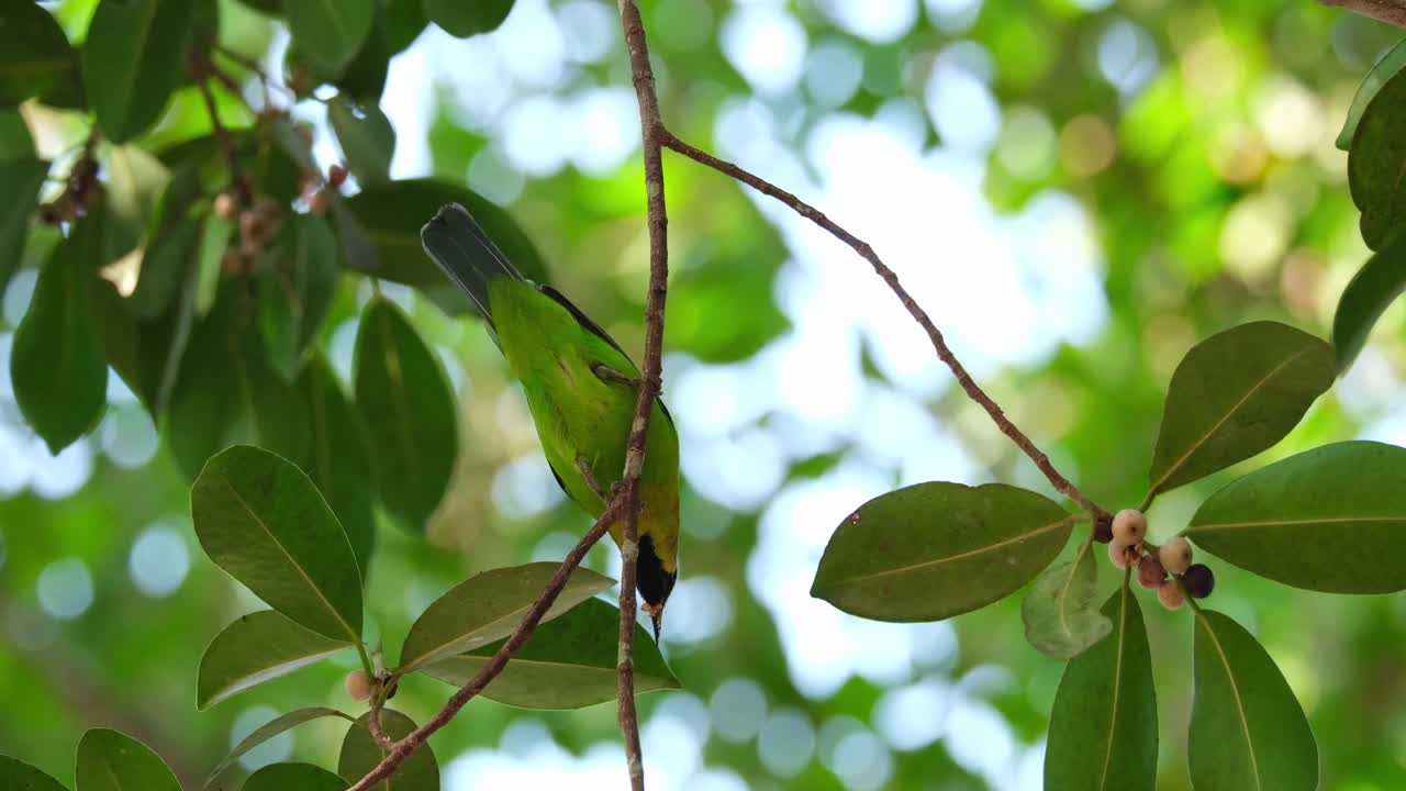 visto desde abajo mirando y seleccionando la mejor fruta para comer, el pájaro de hojas de alas azules chloropsis moluccensis, macho, tailandia