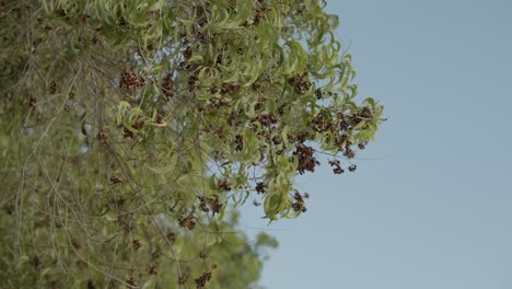 árbol de acacia marrón que se seca con hojas pequeñas, soplando en el viento