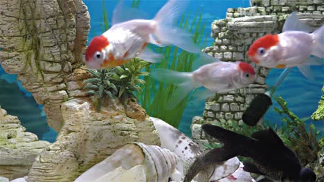 Fish in the aquarium – goldfish, black telescope goldfish