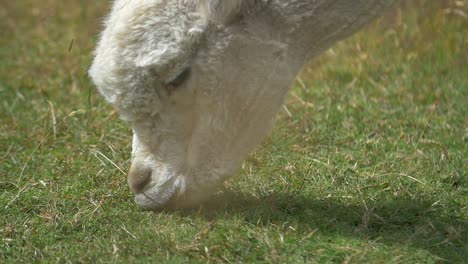 close up of alpaca grazing