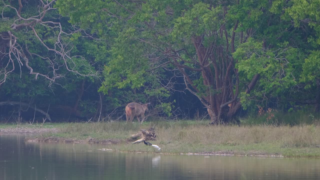 Grazing behind a tree while a crow lands on its back, a Darter relaxes while the Egret feeds, Sambar Deer, Rusa unicolor, Phu Khiao Wildlife Sanctuary, Thailand.