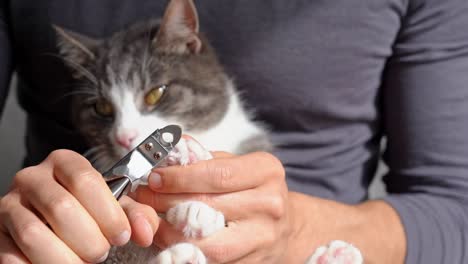 man cutting cats claws with nail clipper or claws trimmer. pet grooming. cat claws care.