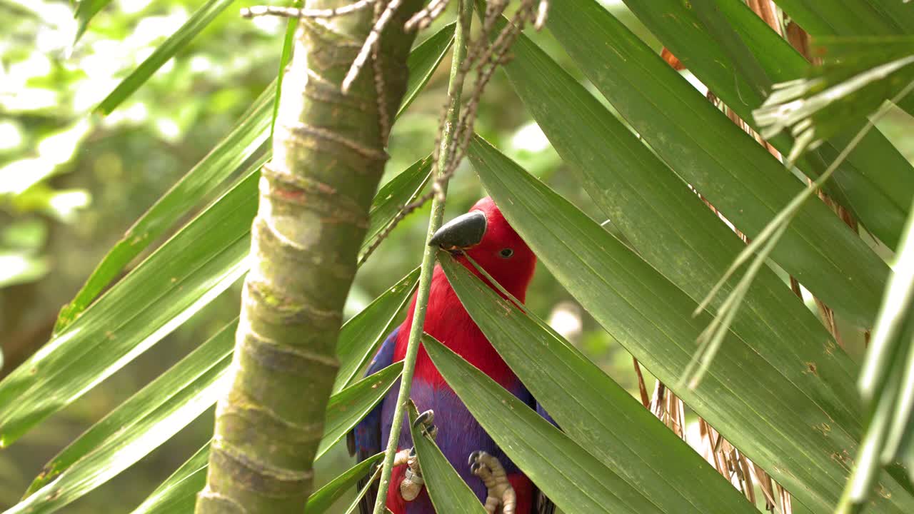 Una femmina di pappagallo Eclectus si aggrappa a una foglia di palma in una lussureggiante cornice di foresta pluviale tropicale