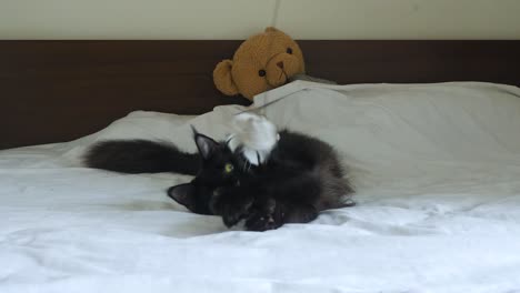 Teddy-Bear-under-bed-covers