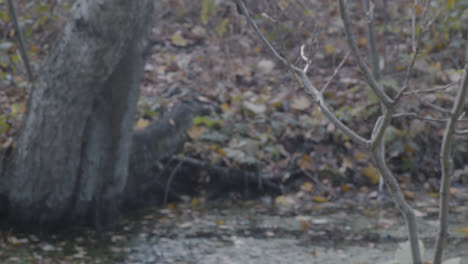 bare-branches-in-front-of-german-pond-in-forest