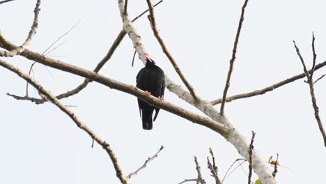 mynah, gracula religiosa, perching up high on a branch of a canopy of trees while a strong wind is blowing in the jungle of khao yai national park before sunset