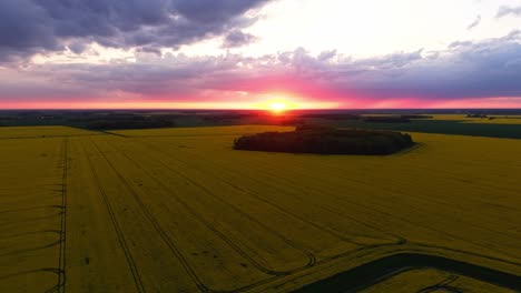 aerial establishing of rapeseed field at sunset with warm light and soft pink sky reflections