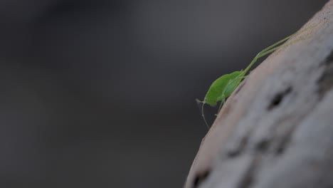 katydid, una criatura parecida a una hoja que se encuentra en la selva tropical