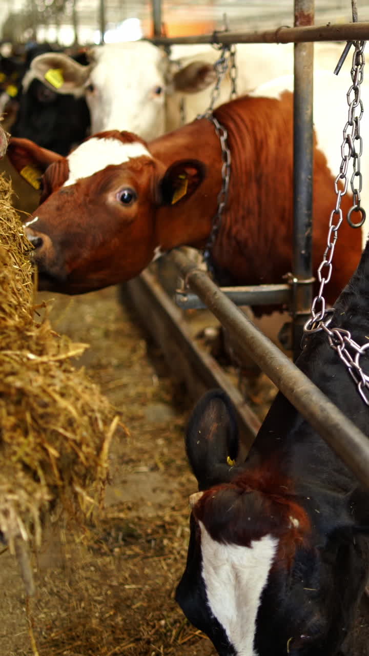 Close-up trailer pouring hay for cows. Cows eating fresh hay in a cowshed. Livestock in agricultural farm. Vertical video