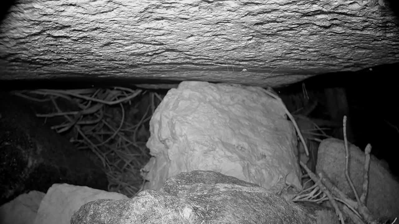 el cosechador común (phalangium opilio) se mueve al revés en la piedra hasta que el ratón de cuello amarillo (apodemus flavicollis) se acerca. saaremaa, estonia.