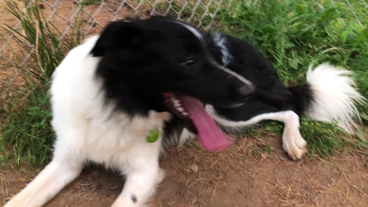 Close up of a Border Collie dog laying down and panting by a chain link fence