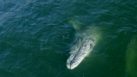 imágenes aéreas de 4k de ballenas jorobadas por point dume frente a la costa de malibu, california, ee.uu.