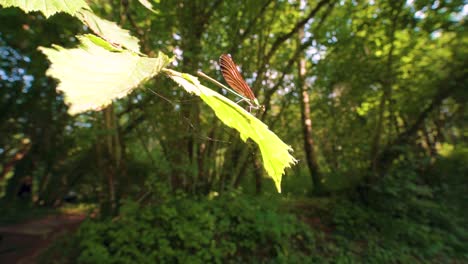 Close-up-of-a-blue-dragonfly-landing-on-leaf,-Ebony-Jewelwing-flying-away-in-slowmotion