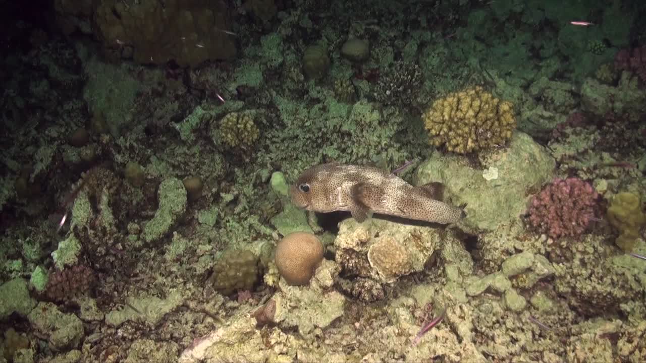 Porcupine fish swimming in slow motion over coral reef at night