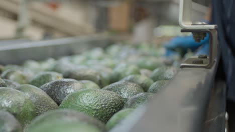 SLOW-MOTION-SHOT-OF-AVOCADOS-ON-A-CONVEYOR-BELT