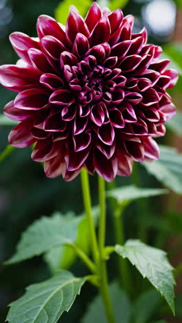 stages of a dahlia flower blooming