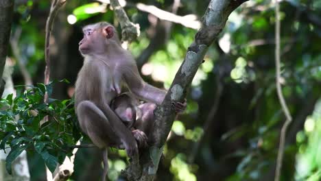 Der-Nördliche-Schweinsschwanzmakak-Ist-Ein-Primat,-Der-Häufig-Im-Nationalpark-Khao-Yai-Vorkommt,-Obwohl-Es-Sich-Um-Eine-Gefährdete-Art-Handelt