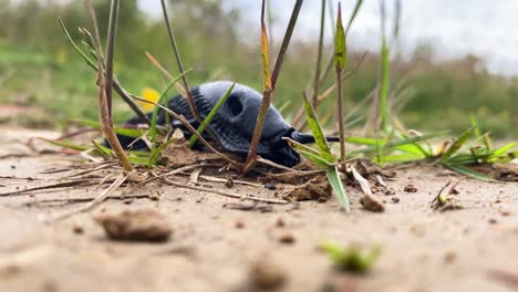 Eine-Große-Schwarze-Nacktschnecke-Bewegt-Sich-Auf-Der-Suche-Nach-Nahrung-Durch-Erde-Und-Gras-Auf-Die-Kamera-Zu