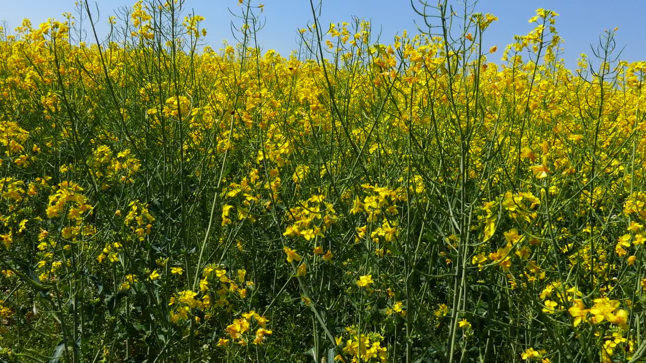 campos con colza floreciente