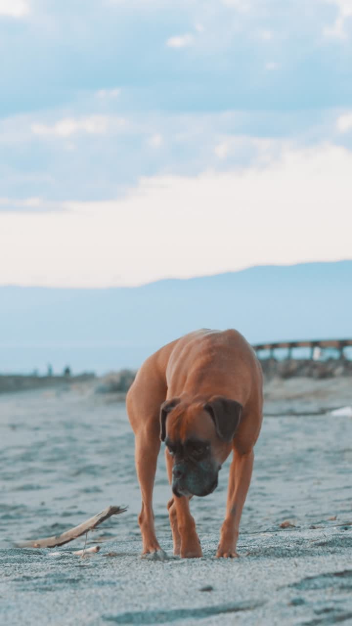 Boxer dog exploring sandy beach