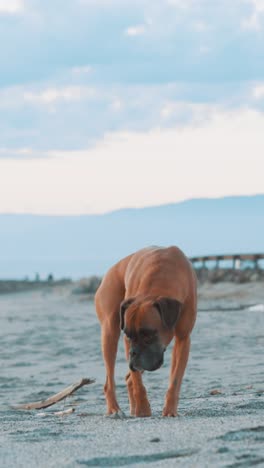 boxer dog exploring sandy beach