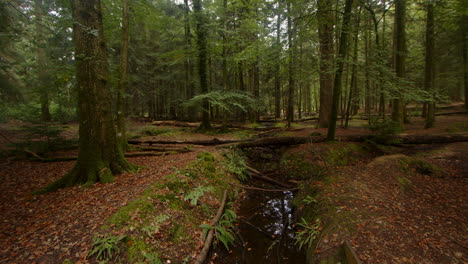 Wide-shot-of-multiple-tree-trunks-lying-over-a-small-brook,-stream-at-Blackwater-Arboretum