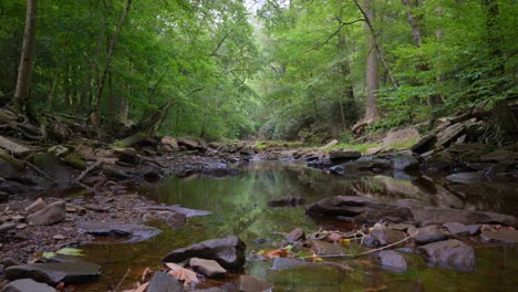 arroyo en el bosque rodeado de árboles verdes y rocas