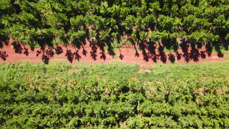 Vista-De-Arriba-Hacia-Abajo-De-Un-Camino-De-Tierra-Dividido-Por-Plantaciones-De-Pinos.