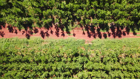 vista de arriba hacia abajo de un camino de tierra dividido por plantaciones de pinos