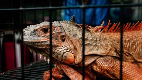 una iguana roja en una jaula vendida como mascota exótica en el mercado de fin de semana de chatuchak en bangkok, tailandia