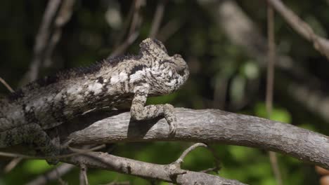 brown chameleon hiding on in madagascar